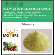 Fornecimento de alta qualidade natural extrato Myricetin 98%